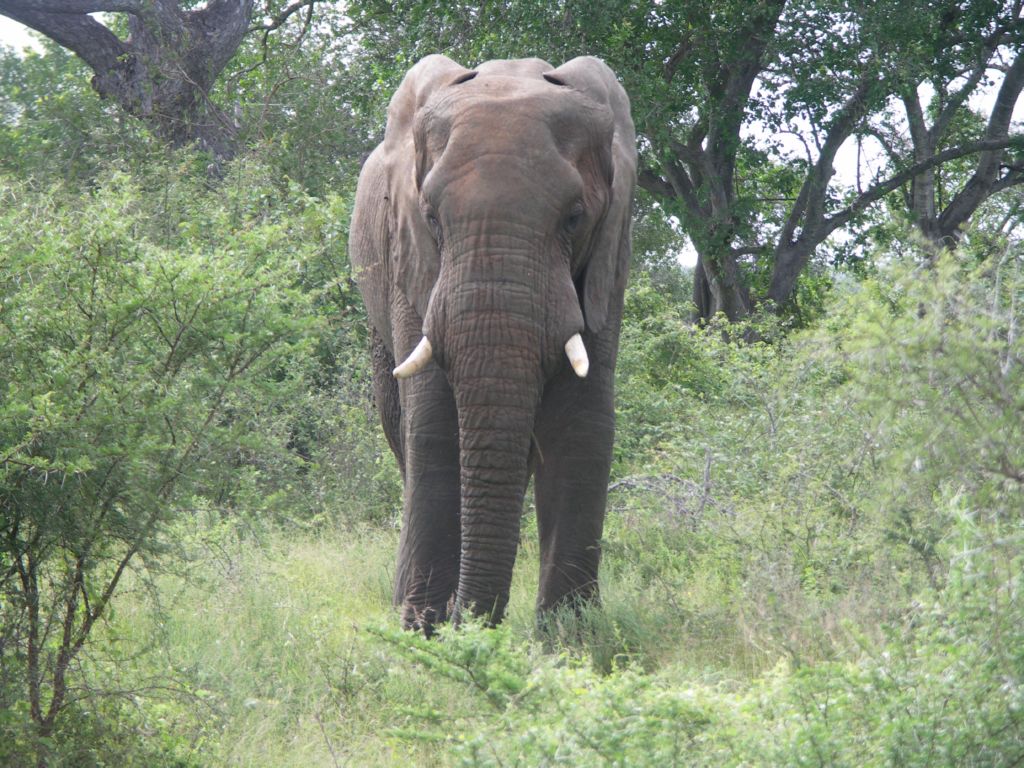 addo elefant 